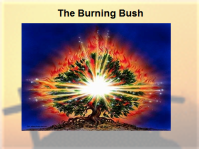 Burning Bush